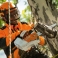 Pilarka akumulatorowa Stihl MSA 161 T + AP 300 + AL 300 + Forest 1l