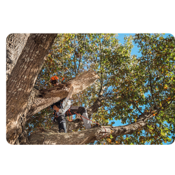 STIHL MSA 300 C-O (36V, 2,9 kW, prowadnica 40 cm) Pilarka akumulatorowa