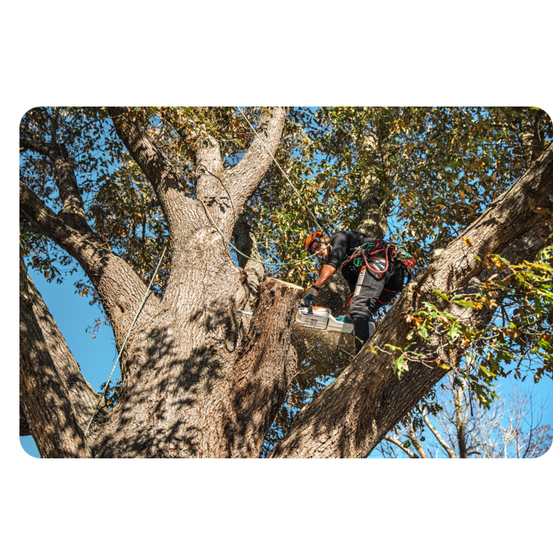 STIHL MSA 300 C-O (36V, 2,9 kW, prowadnica 40 cm) Pilarka akumulatorowa